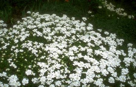 Alyssum